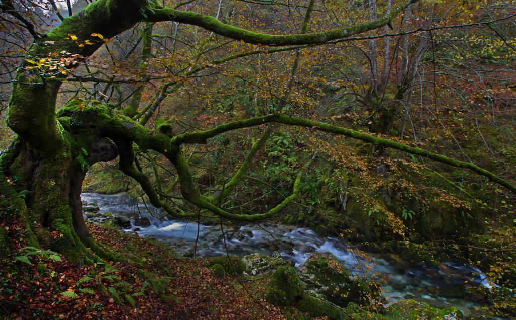 Casa Rural La Regoria Carrena de Cabrales Exteriör bild